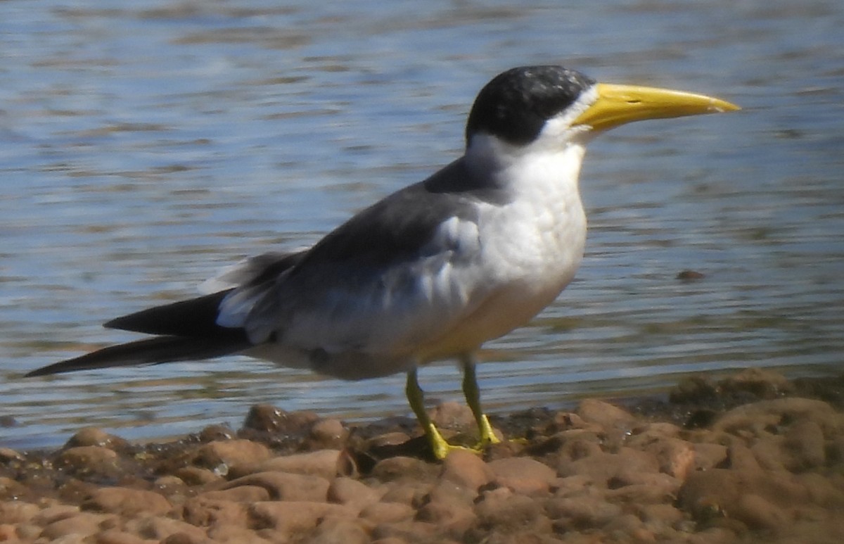 Large-billed Tern - Olácio Komori