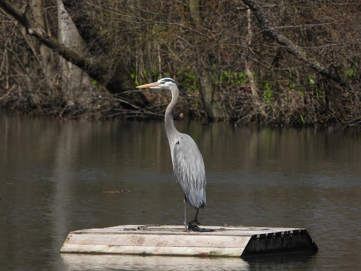 Great Blue Heron - Helmut Pfeifenberger