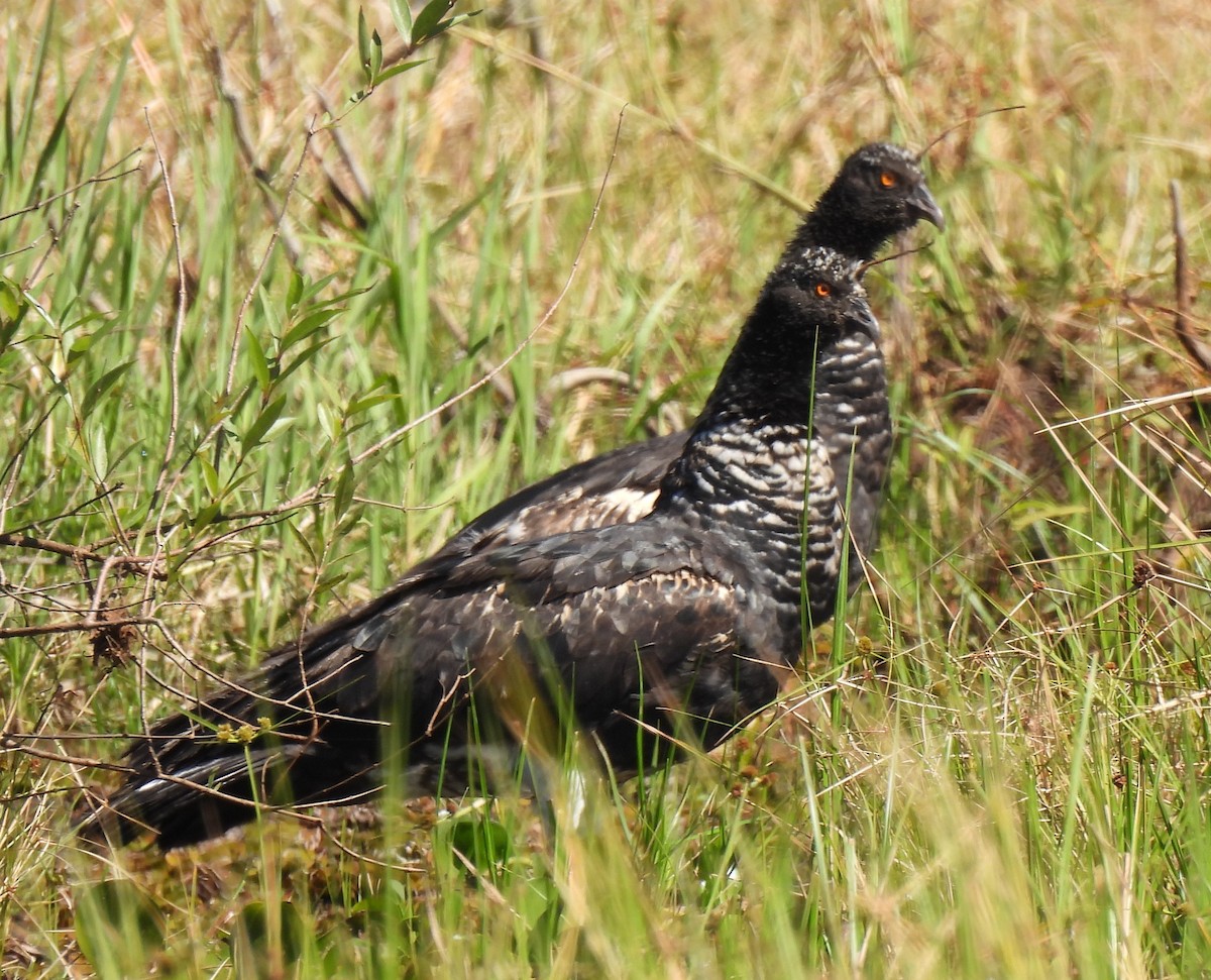 Horned Screamer - Olácio Komori