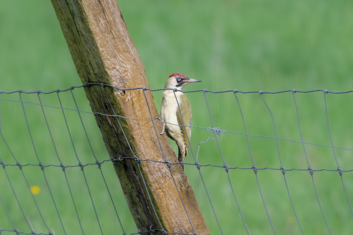Eurasian Green Woodpecker - Guido Van den Troost