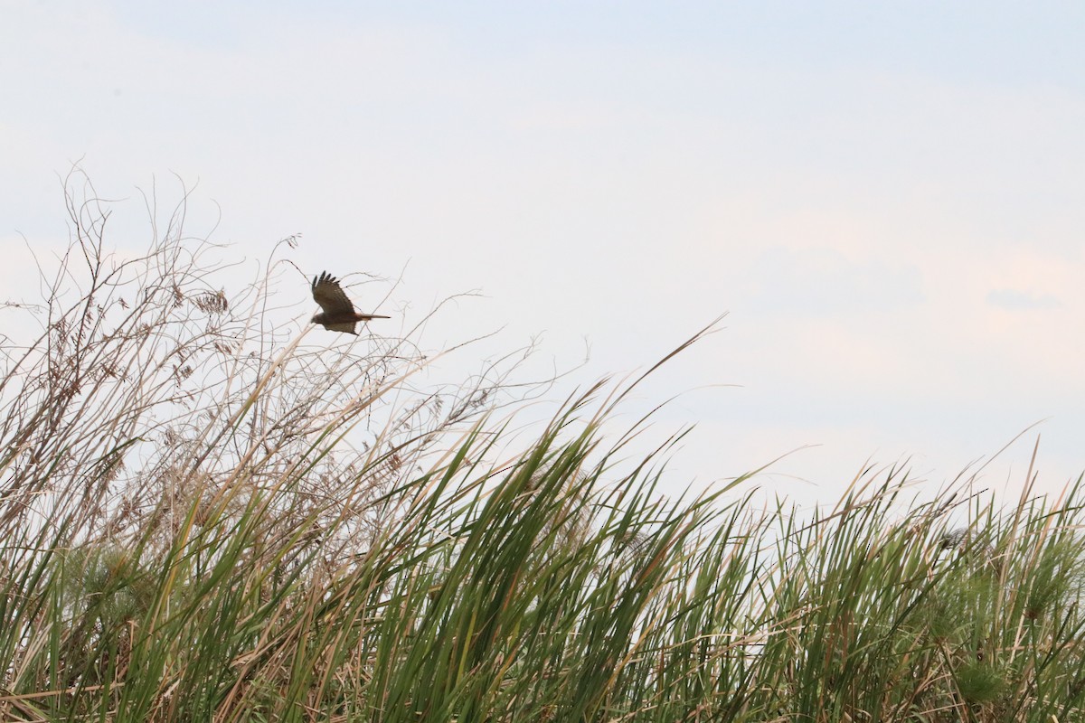 African Marsh Harrier - ML618955319