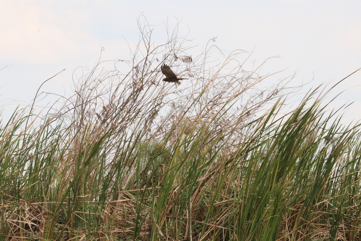 African Marsh Harrier - Nyreen Roberts