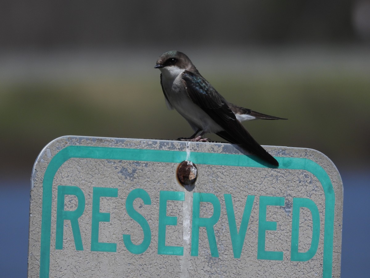 Tree Swallow - ML618955333