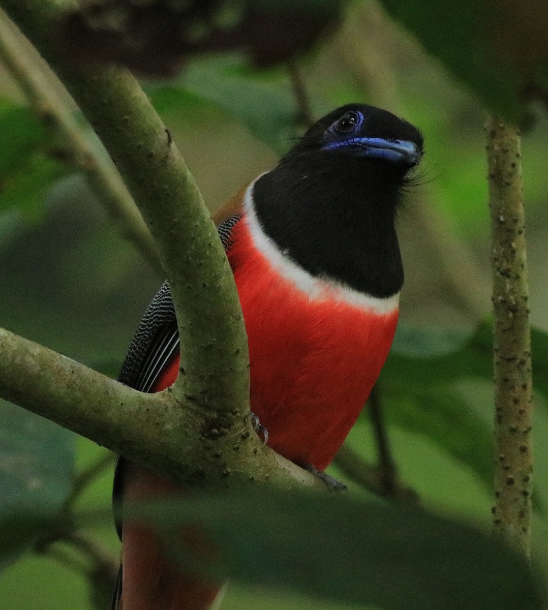 Malabar Trogon - Afsar Nayakkan