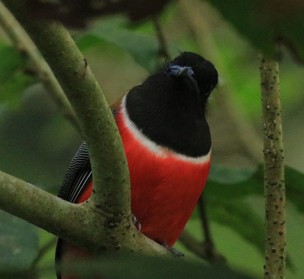 Malabar Trogon - Afsar Nayakkan