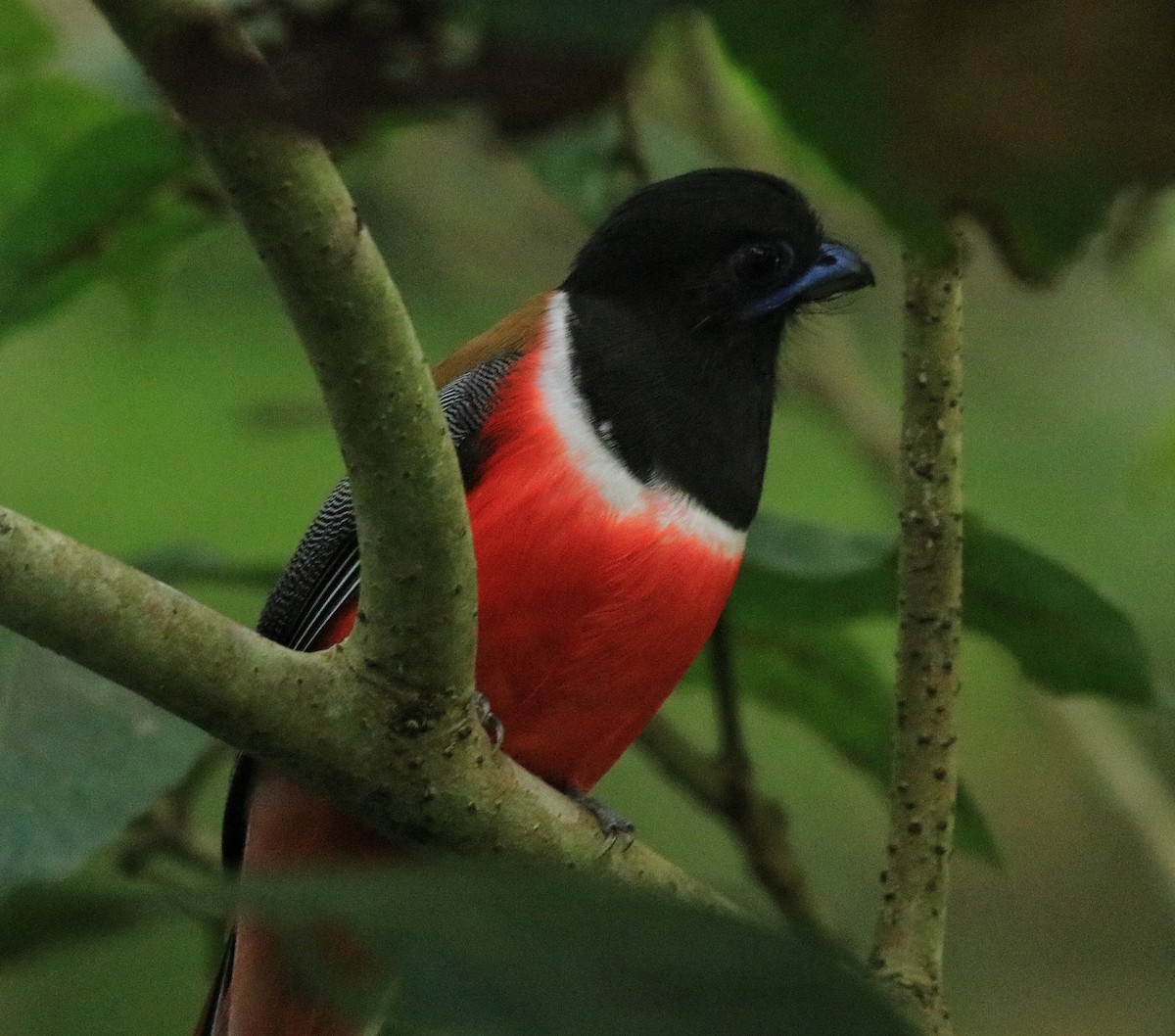 Malabar Trogon - Afsar Nayakkan