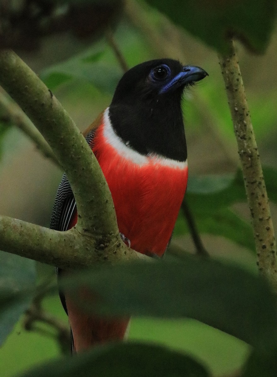 Malabar Trogon - ML618955355