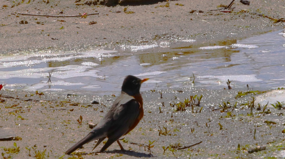 American Robin - Charlotte Croshaw