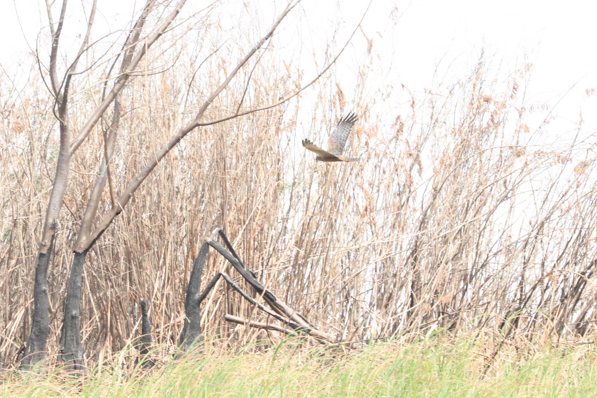 African Marsh Harrier - ML618955393