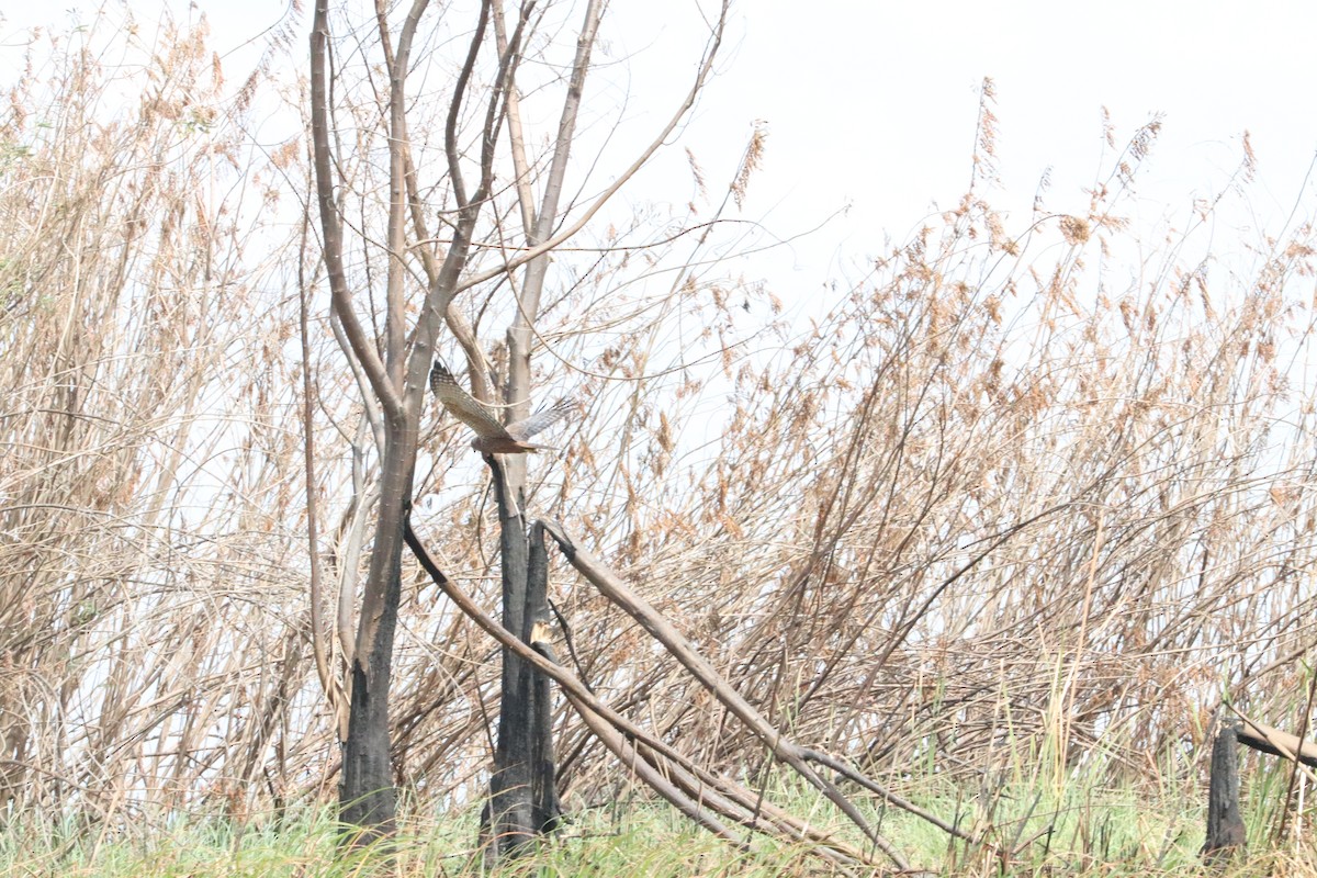 African Marsh Harrier - ML618955395