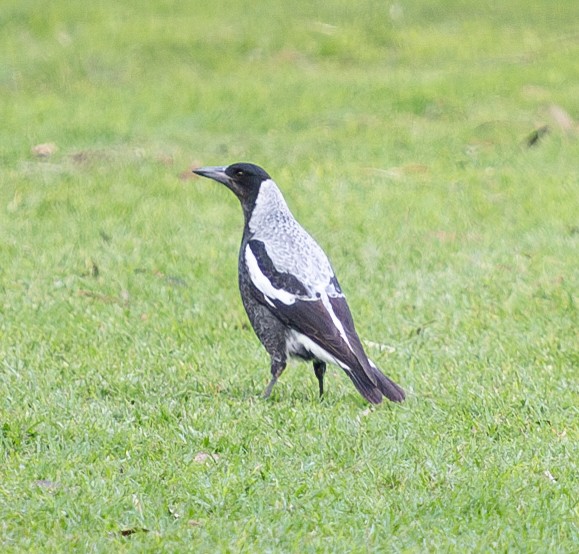 Australian Magpie - Tania Splawa-Neyman