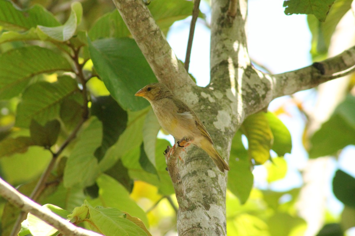 Orange-fronted Yellow-Finch - ML618955411