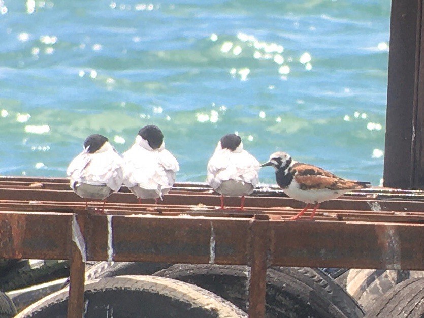 Ruddy Turnstone - Dave Nutter