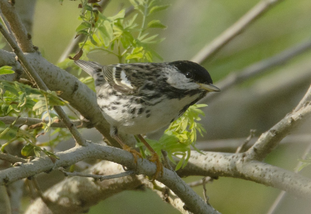 Blackpoll Warbler - joseph mileyka