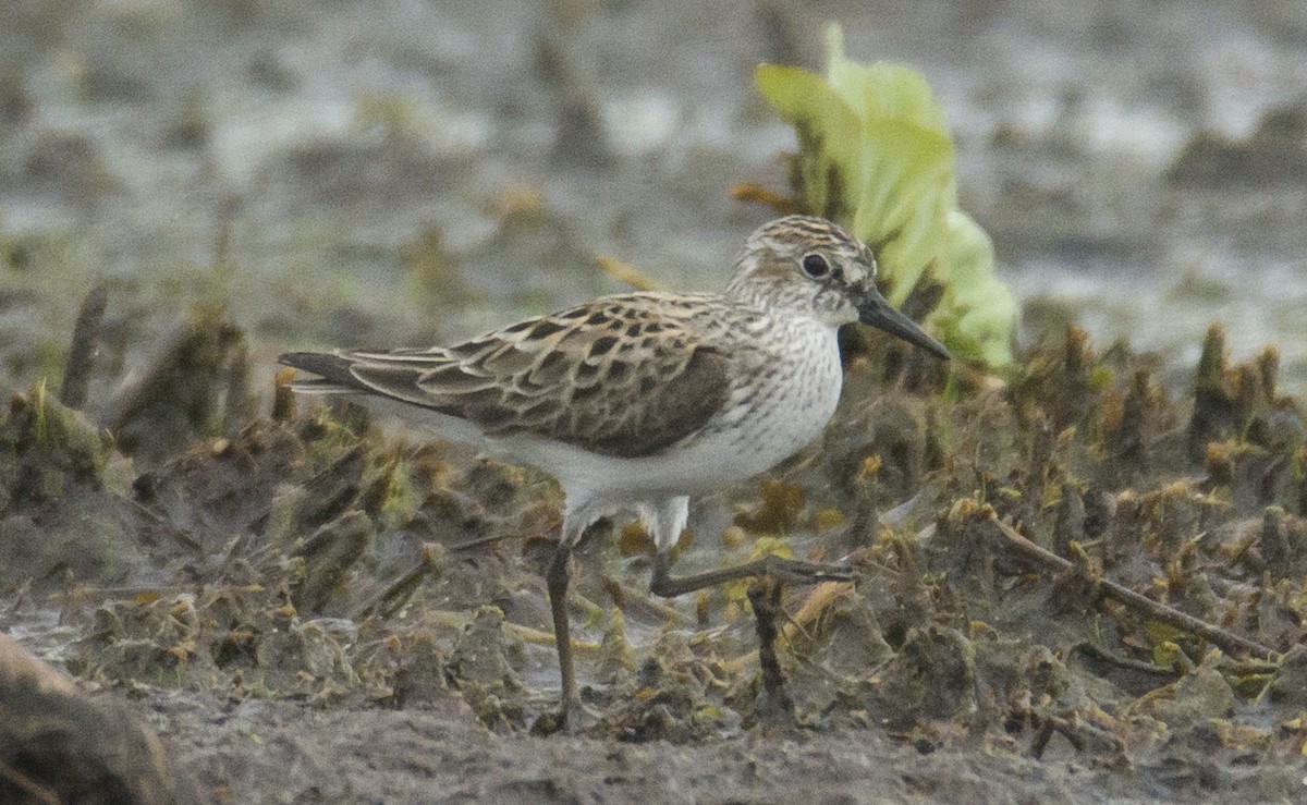 Semipalmated Sandpiper - joseph mileyka