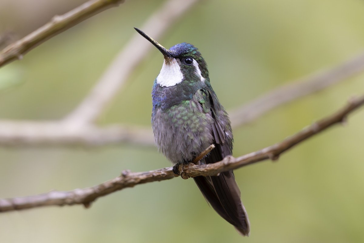 White-throated Mountain-gem - Jon Irvine