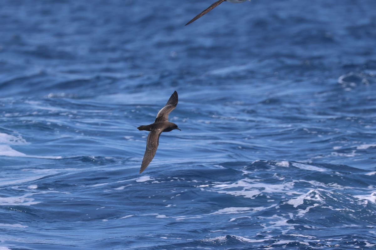 Short-tailed Shearwater - Chi-Hsuan Shao