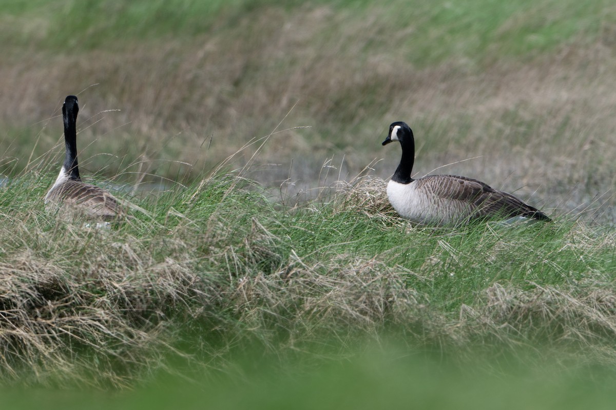 Canada Goose - Guido Van den Troost