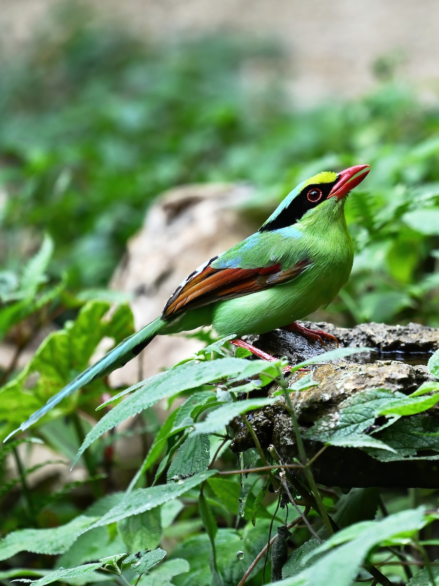 Common Green-Magpie - peng su