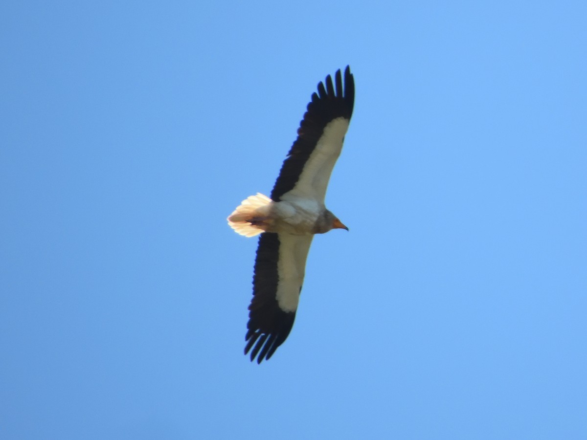 Egyptian Vulture - ML618955560