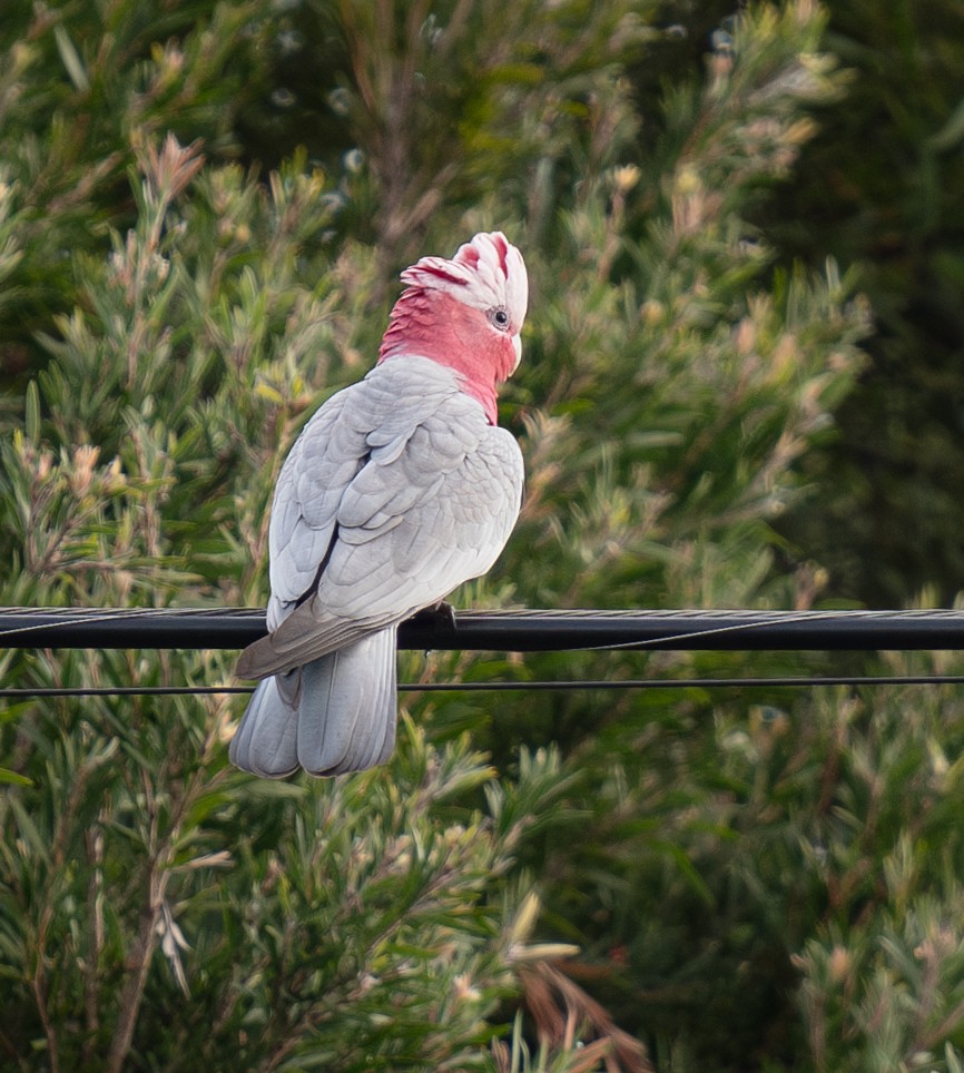 Galah - Tania Splawa-Neyman