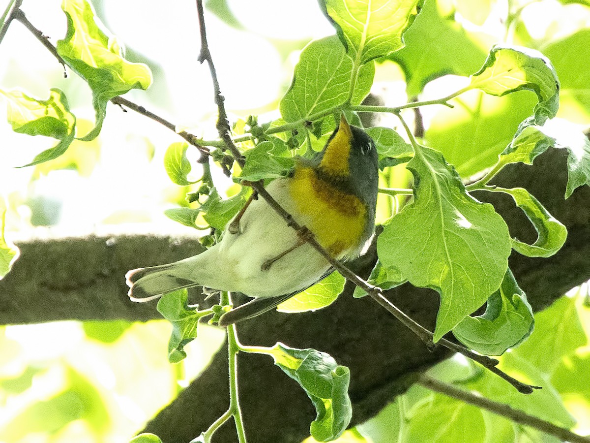 Northern Parula - Chris Swanson