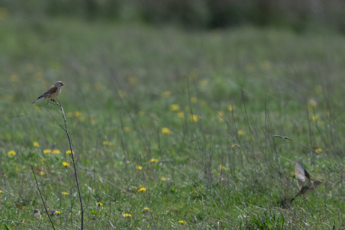 Eurasian Linnet - Guido Van den Troost