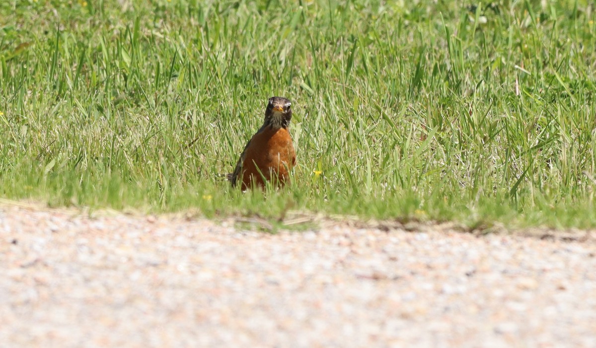 American Robin - Charlotte Croshaw