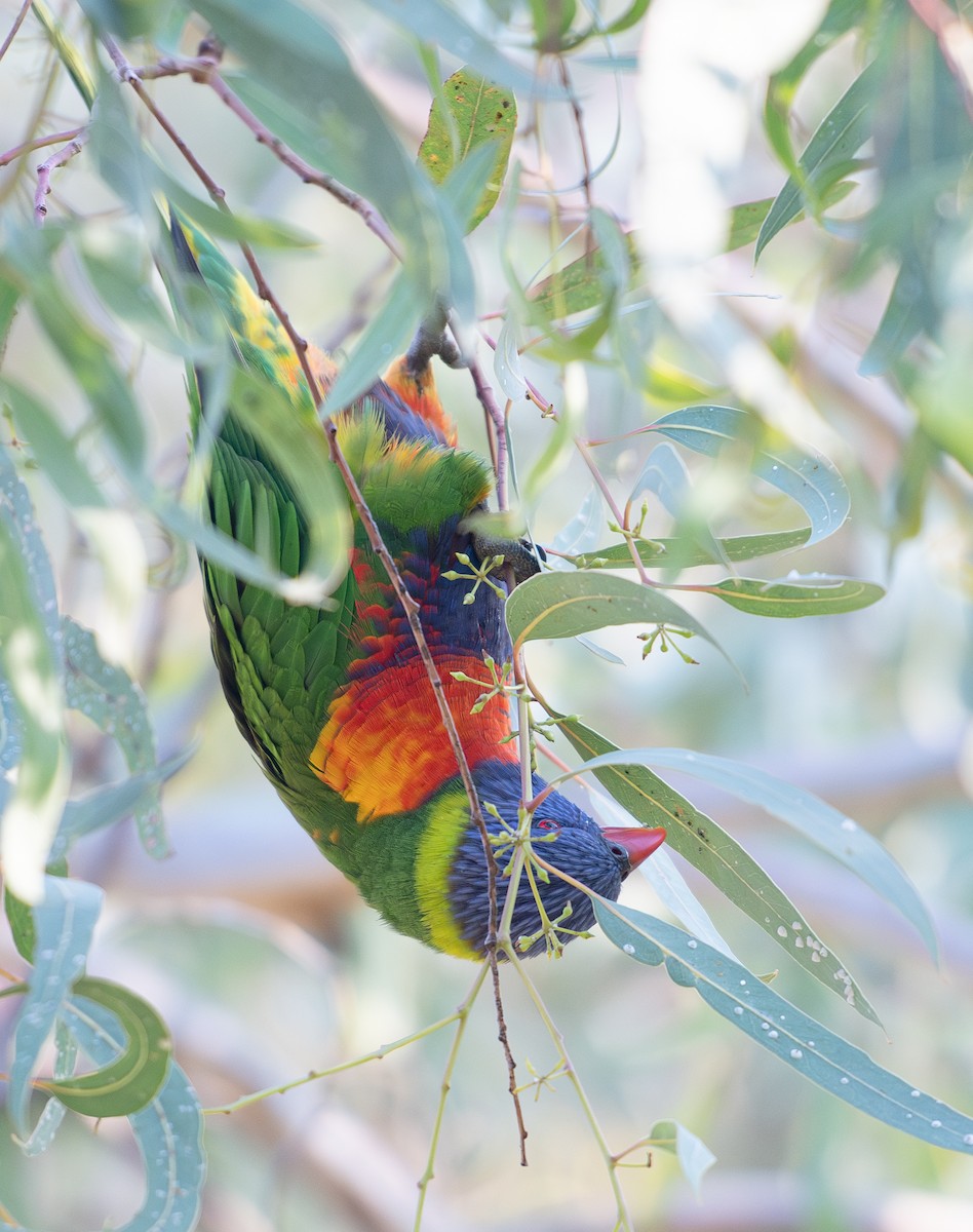 Rainbow Lorikeet - Tania Splawa-Neyman