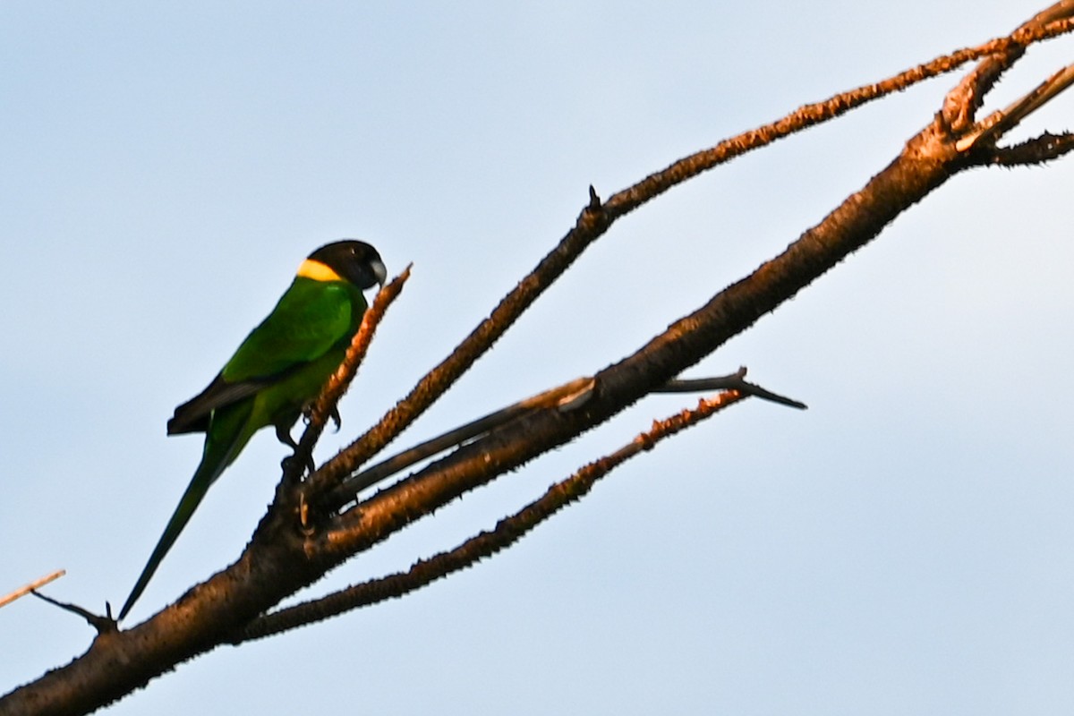 Australian Ringneck - Steve Ryan