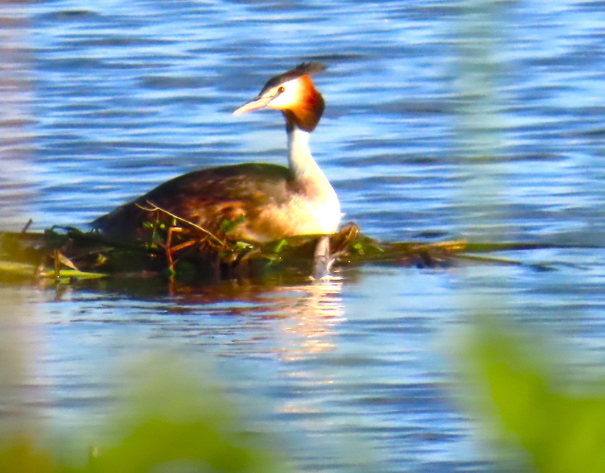 Great Crested Grebe - Lyubomir Profirov