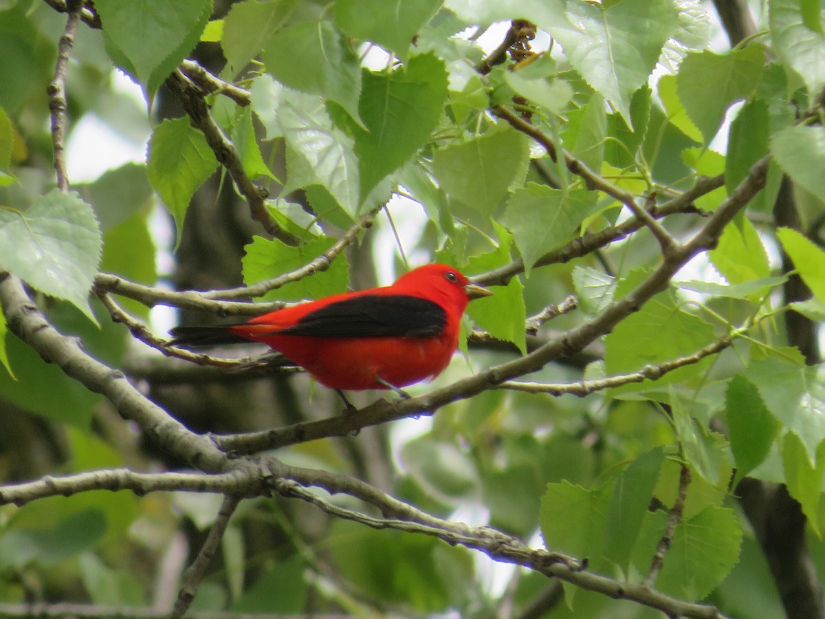 Scarlet Tanager - Ron Bystrom