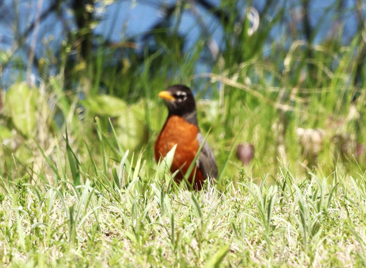 American Robin - Charlotte Croshaw