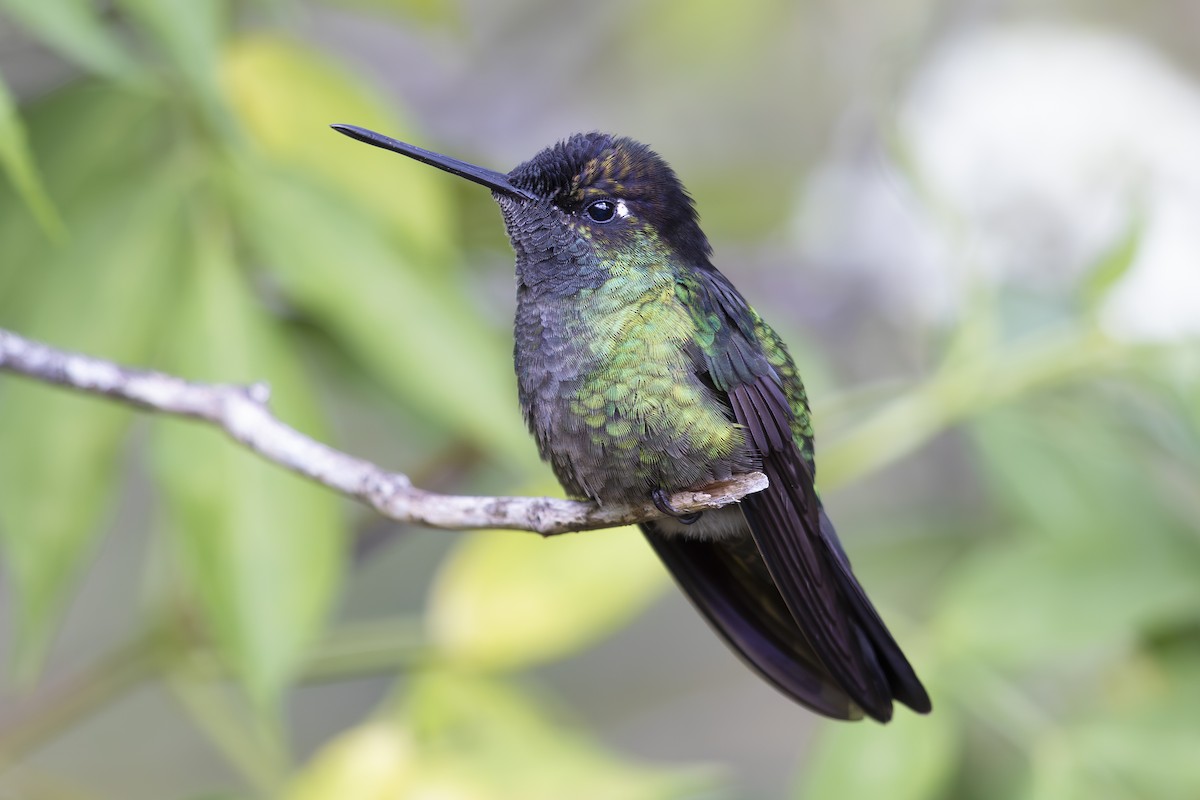 Talamanca Hummingbird - Jon Irvine