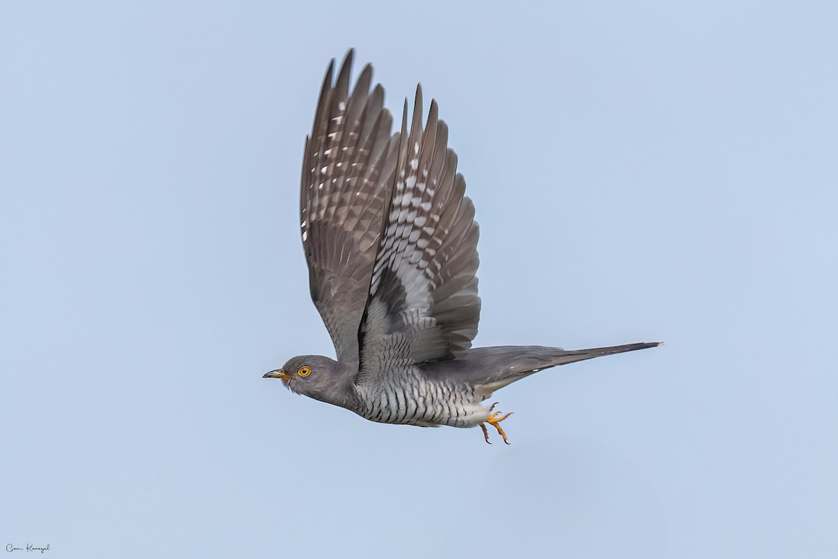 Common Cuckoo - ML618955638