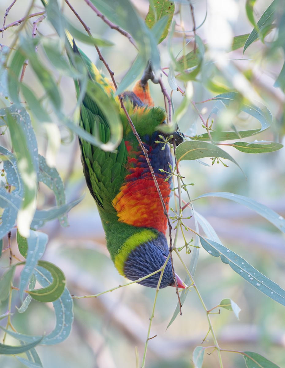 Rainbow Lorikeet - Tania Splawa-Neyman