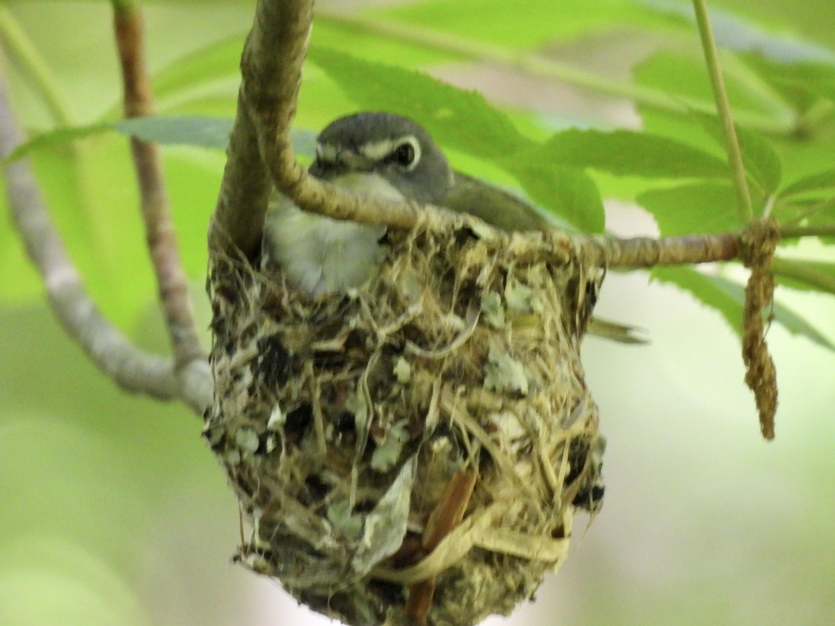 Vireo Solitario - ML618955657