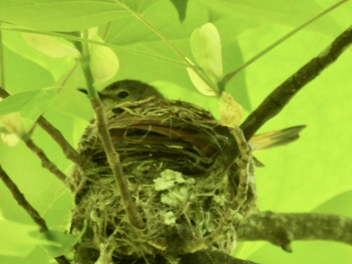 American Redstart - ML618955663