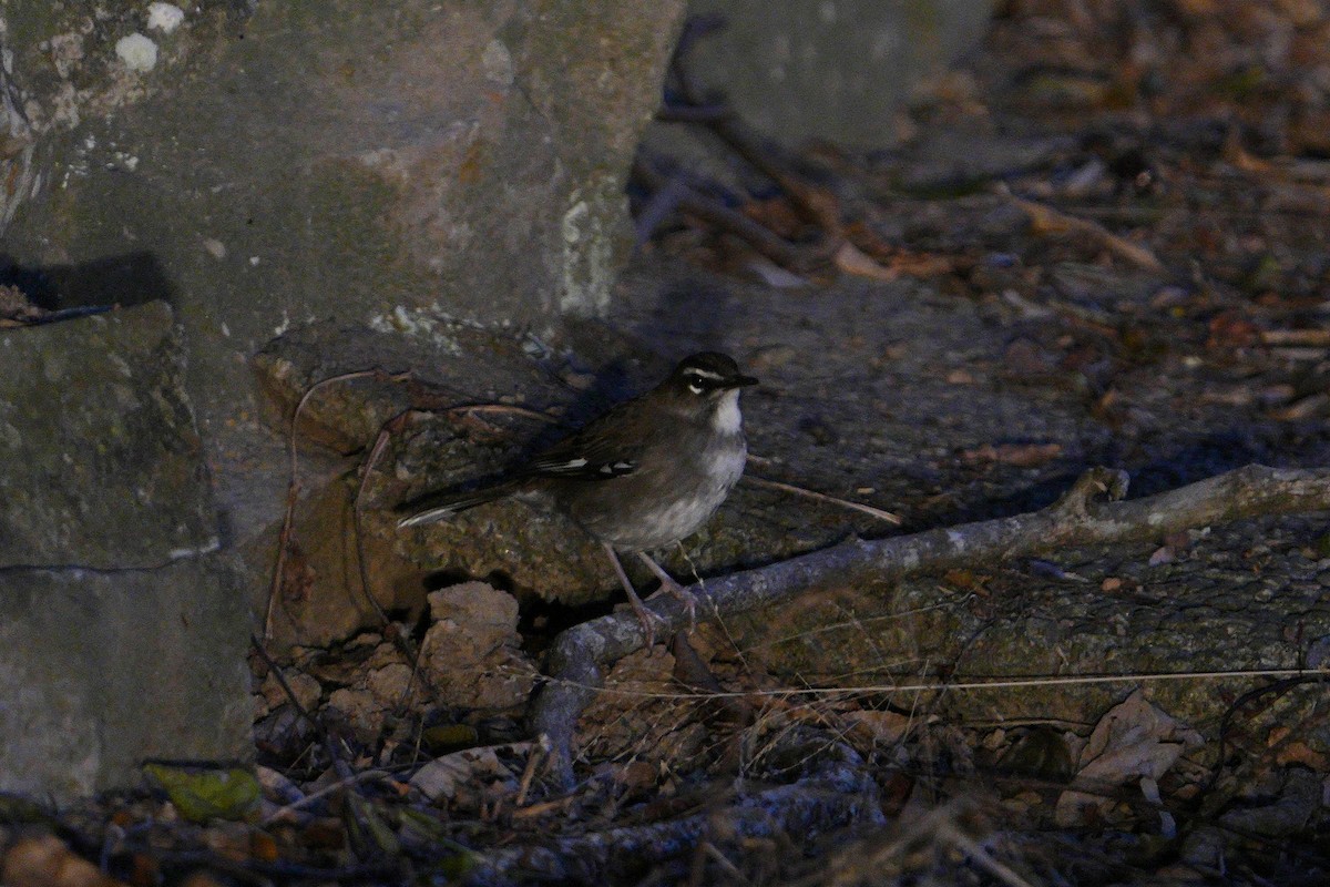 Brown Scrub-Robin - ML618955665