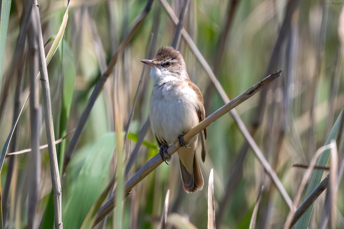 Great Reed Warbler - Can Karayel