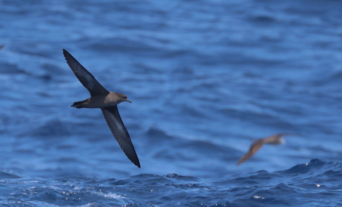 Short-tailed Shearwater - Chi-Hsuan Shao