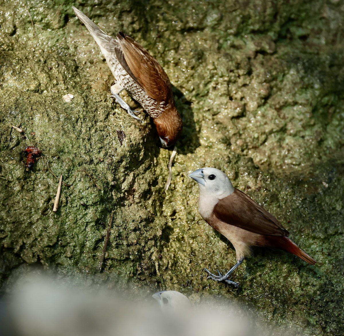 Pale-headed Munia - Marc Gardner