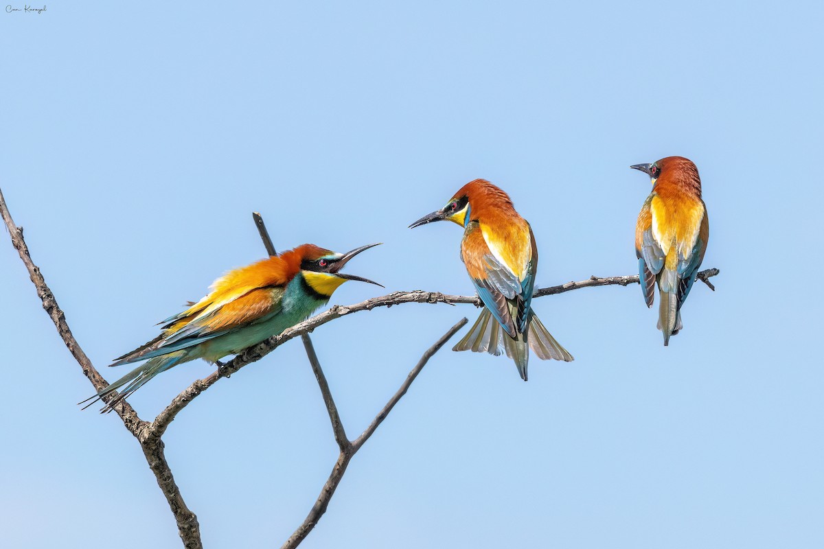 European Bee-eater - Can Karayel