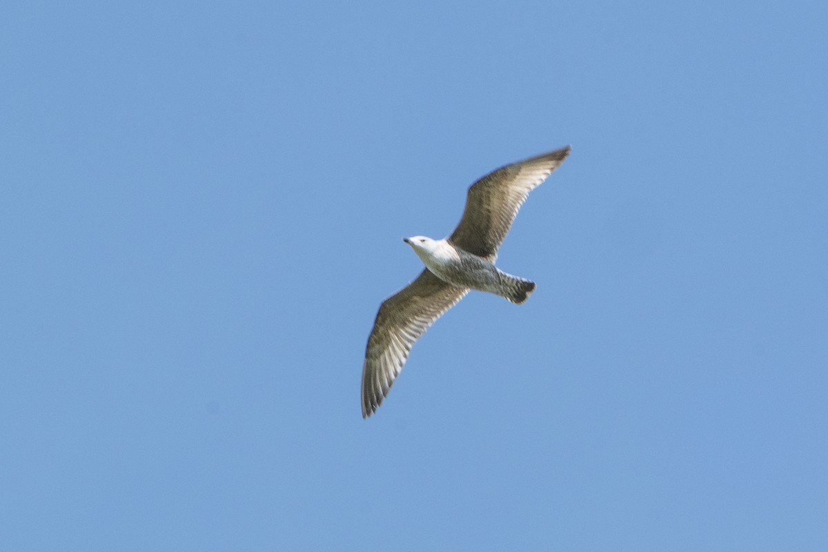 Herring Gull - Guido Van den Troost