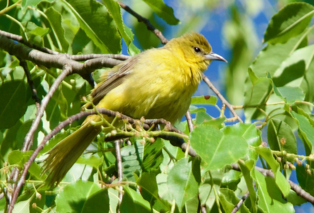 Orchard Oriole - ML618955728