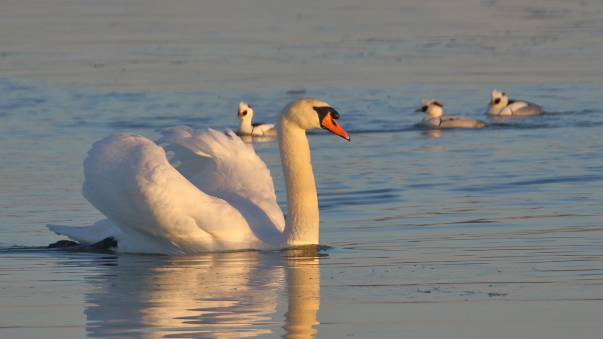 Mute Swan - Paul Anderson