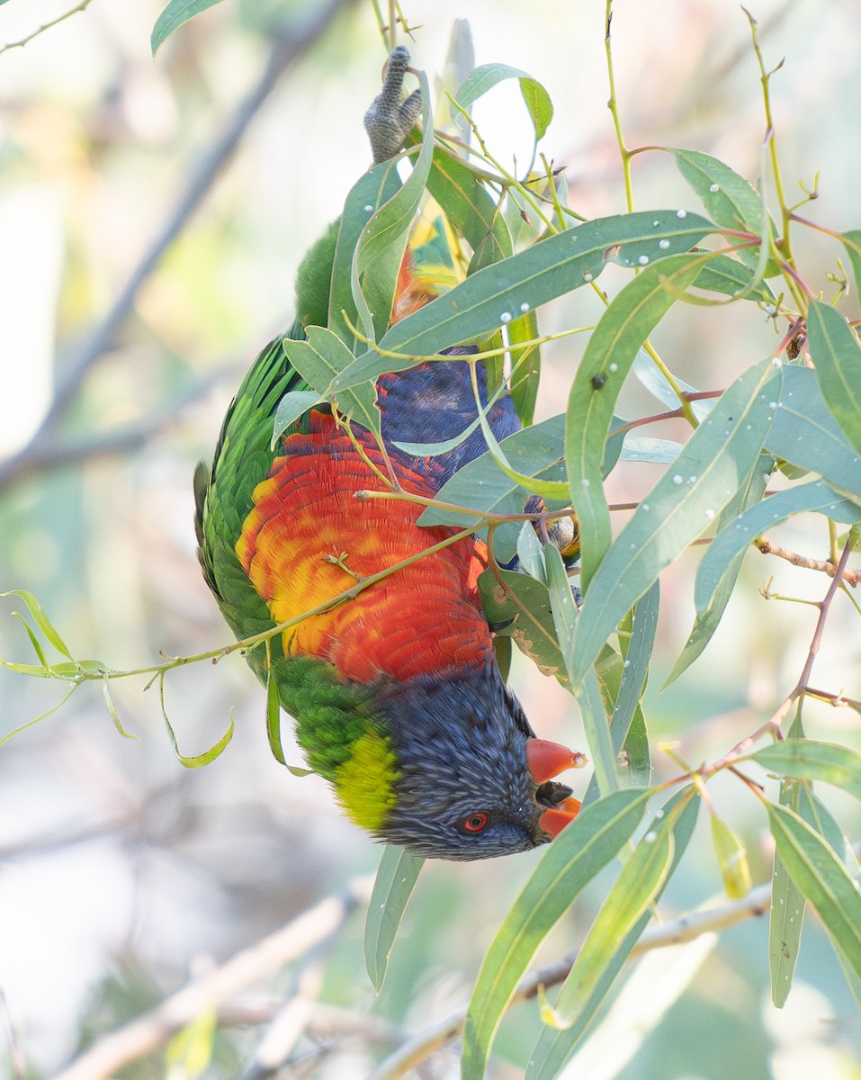 Rainbow Lorikeet - Tania Splawa-Neyman