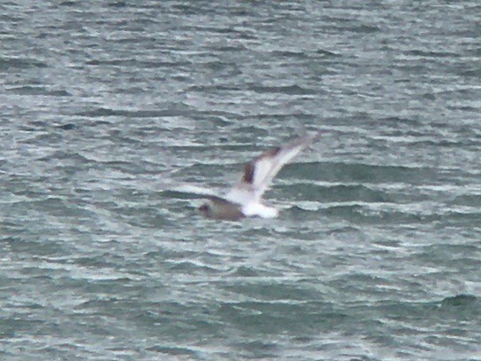 Little Gull - Dave Nutter