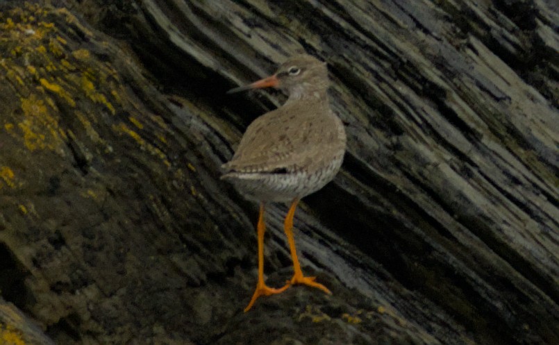 Common Redshank - Jesús González