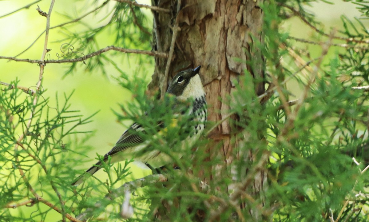 Yellow-rumped Warbler - Charlotte Croshaw